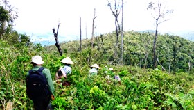 Tình trạng người dân xâm hại rừng, chiếm đất trồng keo tràm ở huyện Vĩnh Thạnh, Bình Định 
