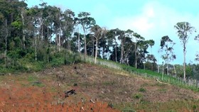Đắk Nông “bó tay” với nạn phá rừng