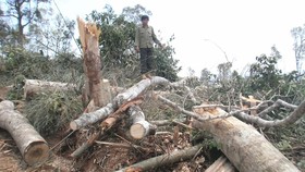 Rừng tự nhiên của Công ty Lâm nghiệp Quảng Tín (Đắk Nông) bị chặt phá. Ảnh: CÔNG HOAN
