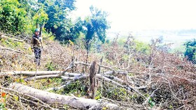 Quản lý rừng ở Phú Yên: Sai phạm cấp phép khai thác khoáng sản