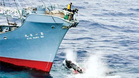 Nhật Bản nối lại hoạt động săn bắt cá voi