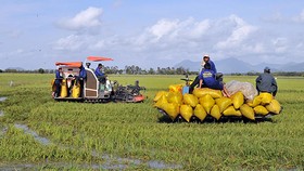 Giá lúa tăng nhẹ sau quyết định cho xuất khẩu gạo trở lại