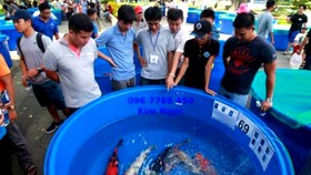 Kim ngạch xuất khẩu cá cảnh của TPHCM tăng hơn 27%
