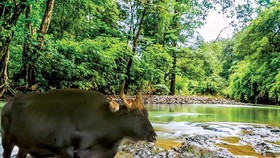  Bò tót F1 tại Vườn quốc gia Phước Bình khỏe mạnh sau thời gian được chăm sóc.  