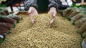 Giá đậu nành tùy thuộc tình hình sản xuất tại Brazil?