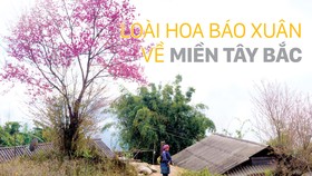 Loài hoa báo xuân về miền Tây Bắc