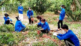 Bắc Giang: Chính quyền hỗ trợ bà con mùa thu hoạch vải thiều 