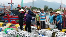 Quảng Bình: Tàu từ Hoàng Sa vào bờ trú bão số 4, mang theo cá đầy khoang