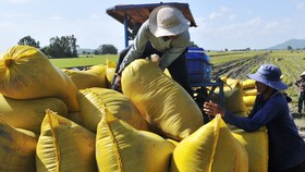 Thu hoạch lúa ở  ĐBSCL, được mùa được giá