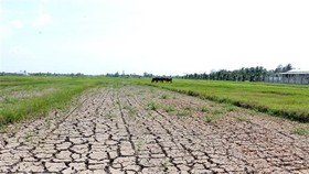 Hạn mặn ở Bến Tre khiến nhiều diện tích lúa bị thiệt hại. (Ảnh: Trần Thị Thu Hiền/TTXVN)