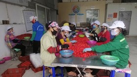 Công nhân đang phân loại ớt-Công ty Dace (Ảnh CTV/Vietnam+)