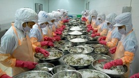 Chế biến tôm đông lạnh xuất khẩu tại Công ty TNHH Thông Thuận, tỉnh Ninh Thuận. (Nguồn: TTXVN)