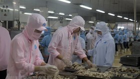 Chế biến cá hộp xuất khẩu tại Khu công nghiệp Cảng cá Tắc Cậu, xã Bình An, huyện Châu Thành (Kiên Giang). (Ảnh: Lê Huy Hải/TTXVN)