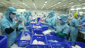 Chế biến cá tra xuất khẩu tại nhà máy của Tập đoàn Sao Mai (tỉnh Đồng Tháp). (Ảnh: Vũ Sinh/TTXVN)