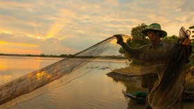 Đánh bắt cá tại cánh đồng ngập lũ cuối mùa ở huyện Vị Thủy, tỉnh Hậu Giang. (Ảnh: Duy Khương/TTXVN)