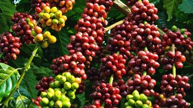 Cà phê Việt Nam rộng cửa vào thị trường châu Phi