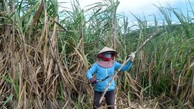 Nông dân trồng mía ở vùng mía Ninh Hòa, Khánh Hòa tất bật vào vụ thu hoạch. (Ảnh: Phan Sáu/TTXVN)