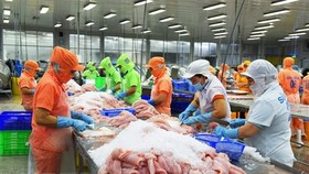 Chế biến cá tra xuất khẩu tại Công ty TNHH Hùng Cá, Thanh Bình, tỉnh Đồng Tháp. (Ảnh: Văn Trí/TTXVN)