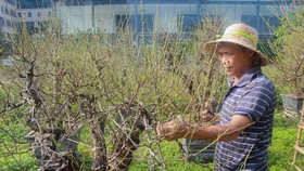 Người dân trồng đào Nhật Tân hối hả chăm sóc cây hoa để chuẩn bị cho vụ Tết Nguyên đán năm 2023. (Ảnh: Việt Anh/Vietnam+)