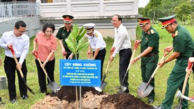 Thêm nhiều cây bàng vuông do cán bộ, chiến sĩ huyện đảo Trường Sa gửi tặng trồng ở TPHCM