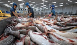 Hơn 90% sản lượng cá tra và tôm nước lợ tập trung tại vùng Đồng bằng sông Cửu Long 