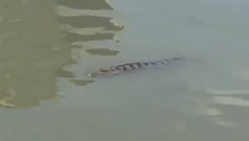 Một con cá sấu xuất hiện trên kênh ở TPHCM được người dân ghi lại trước đó không lâu 
