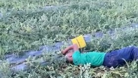 Đau lòng cảnh cụ ông khóc ngất bên ruộng dưa bị kẻ xấu phá nát