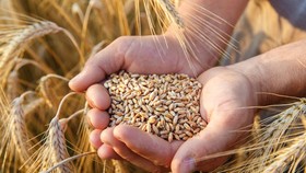 Prices of agricultural raw materials imported from Russia, Ukraine climb
