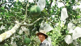Nghia Hanh farmers enjoy bumper crop of green-skinned pomelos
