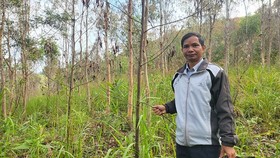 Survival rate of acacia plantation forests in Gia Lai extremely low