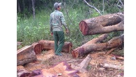 Lâm tặc chặt hạ 26 cây gỗ hương tại khu bảo tồn thiên nhiên Ea Sô