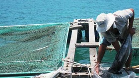 Hàng chục tấn cá bớp nuôi chết chưa rõ nguyên nhân