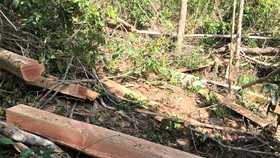 Phát hiện gần 100 cây căm xe bị cưa hạ tại Khu bảo tồn thiên nhiên Ea Sô