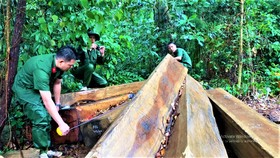 Đắk Lắk: Phát hiện nhiều vụ phá rừng quy mô lớn