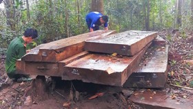 Kỷ luật cảnh cáo Hạt trưởng Hạt kiểm lâm để mất rừng