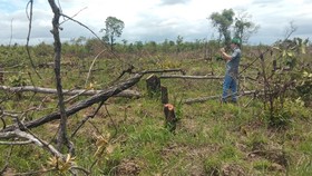 Vụ phá rừng, lấn chiếm đất rừng quy mô lớn ở Đắk Lắk: Diện tích thiệt hại gần 400ha