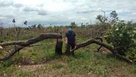 Khởi tố vụ án vụ phá hơn 380ha rừng ở Đắk Lắk