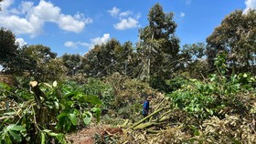 Đắk Lắk: Gió lốc làm bật gốc hàng trăm cây sầu riêng, thiệt hại gần 500 tấn