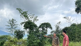 Vụ cấp sai 65 sổ đỏ ở Đắk Nông: Đề nghị khởi tố vụ án