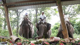 37 chú voi nhà được chiêu đãi buffet nhân Ngày Quốc tế voi 12-8