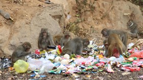 Báo động tình trạng khỉ trên bán đảo Sơn Trà thay đổi tập tính