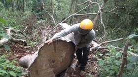 Một cây gỗ quý bị đốn hạ