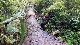  Vụ “Phá nát rừng Kbang”: Chốt giữ rừng không bảo vệ được rừng
