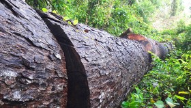 Vụ phá nát rừng Kbang: Tìm thấy 30m³ gỗ ở 2 điểm