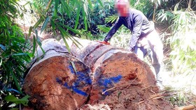 Vụ đột nhập "công trường" gỗ lậu: Truy tìm người và phương tiện khai thác 7,6m³ gỗ vô chủ