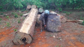 Truy tìm chủ gỗ cất giấu dưới lòng hồ thủy điện Sê San 3A