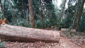 Kiểm tra hiện trường vụ gỗ bị đốn hạ tại Kon Tum
