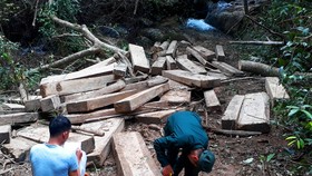 Kon Tum: Rừng già bị tàn phá, gỗ tập kết la liệt