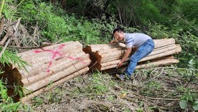 Đề nghị kiểm điểm trách nhiệm 2 ban quản lý rừng vì để phá rừng