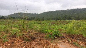 Khởi tố vụ hủy hoại gần 12ha rừng ở Gia Lai